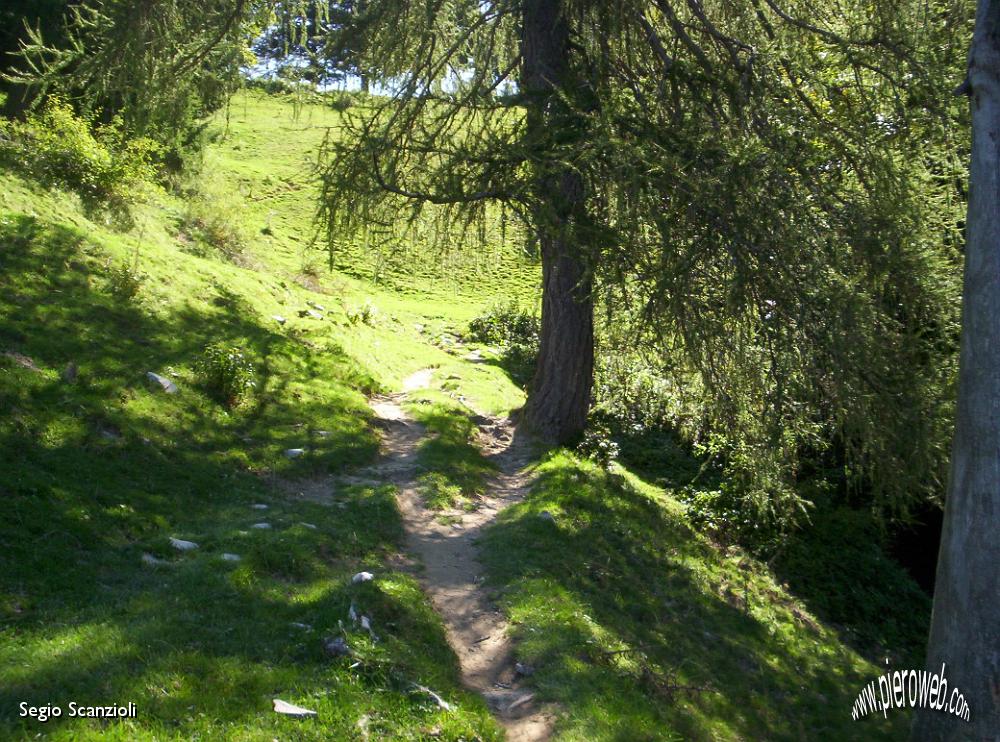 08 un bel passaggio nel bosco.JPG